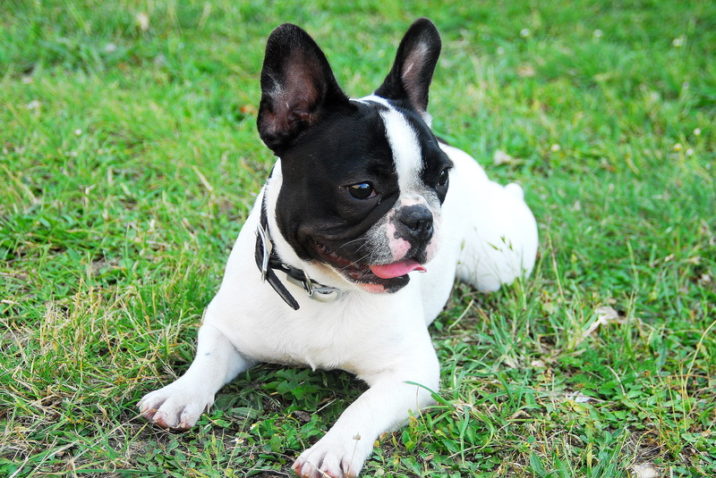 land, green color, domestic, no people, Dog, daytime, Frenchie, pets, vertebrate, pet, boston, domestic Animals, day, field, white, Small, nature, one Animal