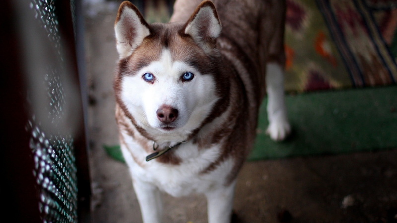 Siberian Husky, blue eyes, 1080P, animals, dog