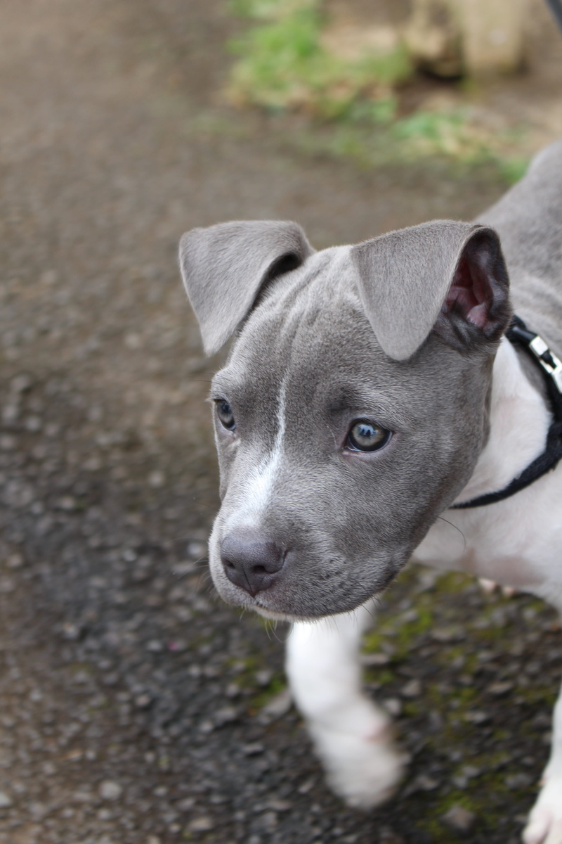 pit, puppy, portrait, weimaraner, grey, white, high angle view, dog, canine, mammal, vertebrate, looking, day, pets, pet, focus on foreground, one animal
