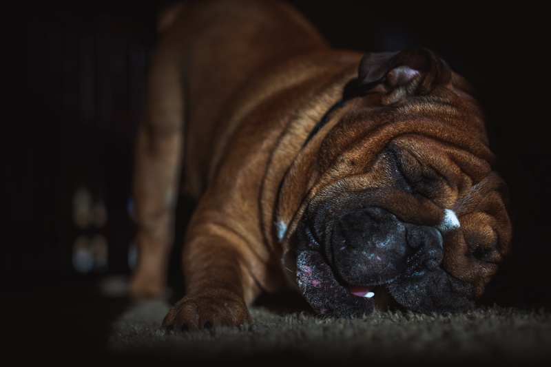 lying down, english, animal body part, domestic animals, vertebrate, rug, bone, purebred dog, bully, mammal, cassius, lip, no people, close-up, canine
