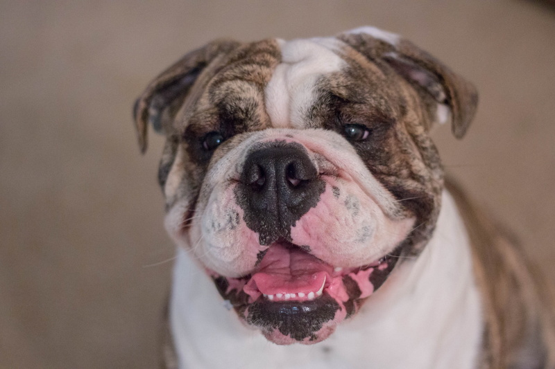 focus on foreground, domestic, 5K, portrait, wrinkled, close-up, mammal, animal body part, looking, pets, brown, animal head, puppy, cute, purebred Dog