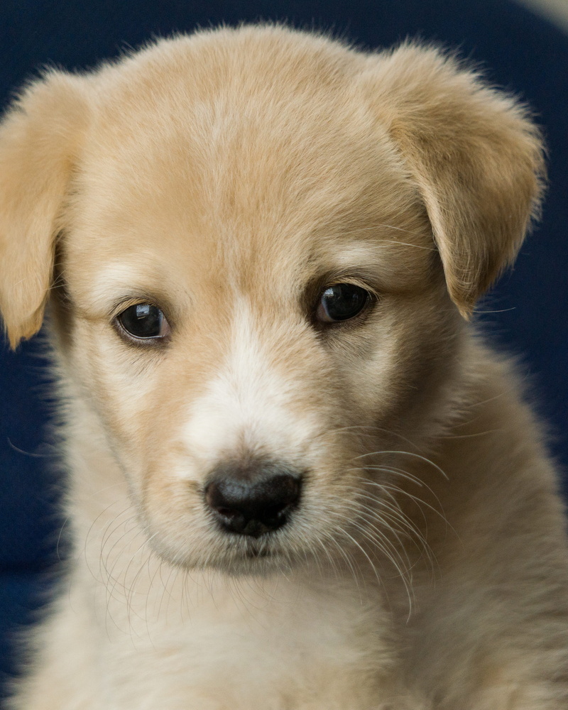 joga, close-up, looking at camera, light brown, dog, mammal, no people, care, domestic animals, dog head, animal eye, indoors, whisker, young animal, one animal