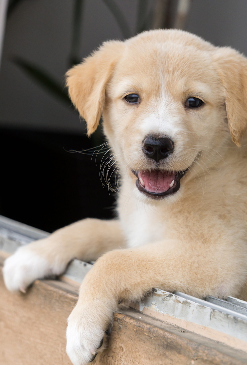 golden retriever, pets, mouth open, cute, puppy, looking at camera, joga, labrador, domestic, 5K, retriever, in the, canine, light brown, photography