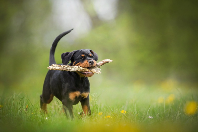 Rottweiler, no people, plant, one animal, Blur, nature, day, animal, grass, Baby Animal, domestic, Dog, black color, vertebrate, land, green color, field