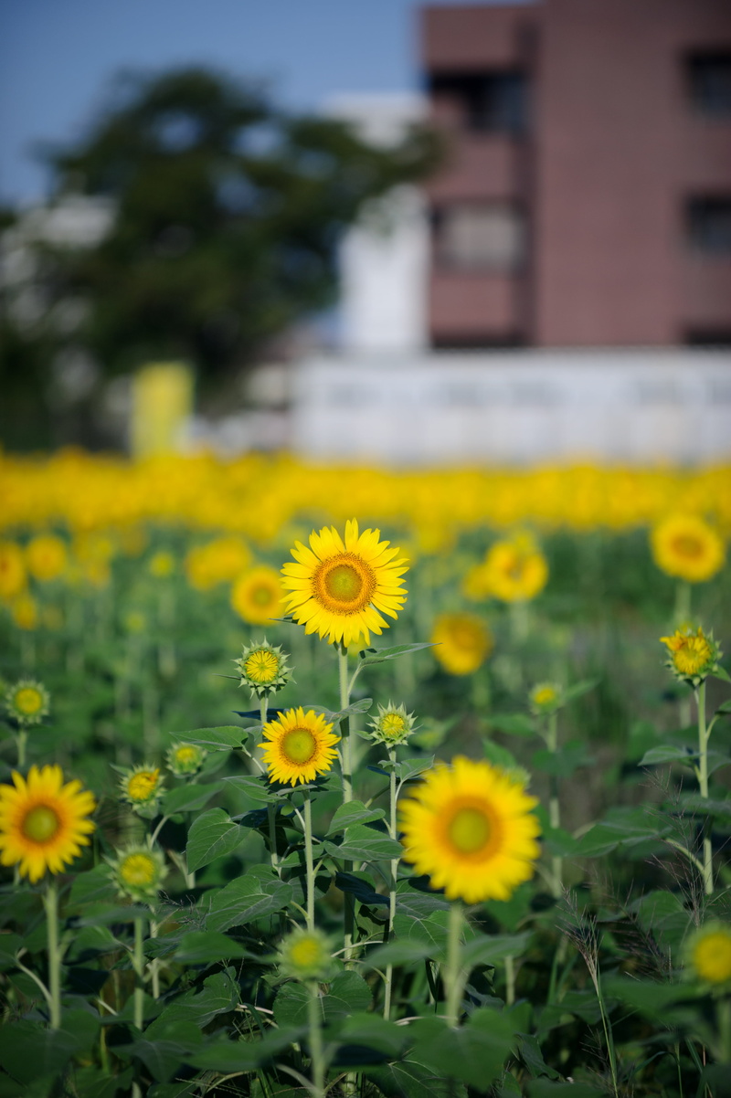 Ogaki, 花, agriculture, Sunomata, Sunflower, plant, ひまわり, photo, summer, selective, AF, Nikon  D3S, 墨俣, Gifu, flower, Nikkor, IF, petaled, Zoom, JP, outdoors