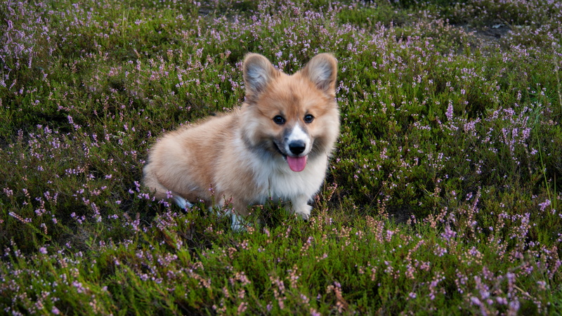 animal, dog, Family, animals, field, sitting, Corgi, vertebrate, welsh, flower, Welsh Corgi, outdoors, outdoor, animal themes, mouth open, pets, hiking