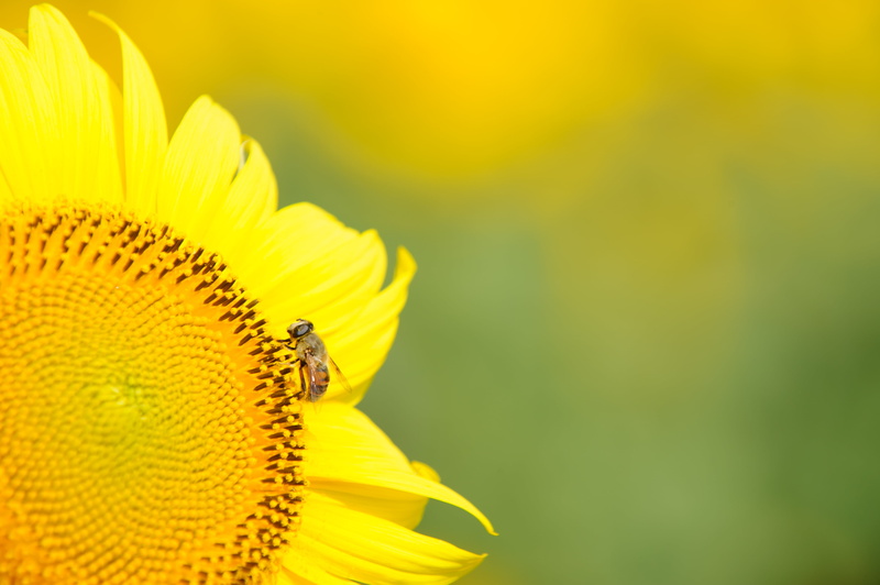spa, agriculture, Miti, JP, ED, focus, Sunflower, bee, outdoors, Road, 4K, ヒマワリ, ina, 日本, Eki, summer, 70-200mm, VR, insect, Nikkor, station, perched
