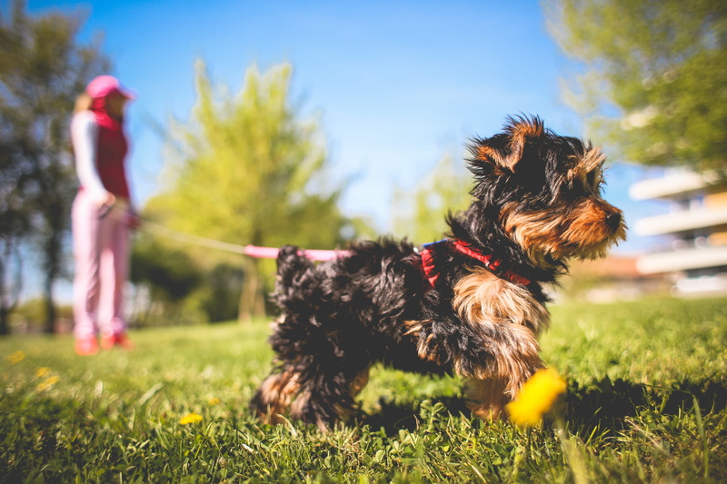 leash, nature, mammal, 4K, friendship, fun, summer, lap dog, terrier, playful, park - Man Made Space, happiness, animal themes, vertebrate, animals, jessie
