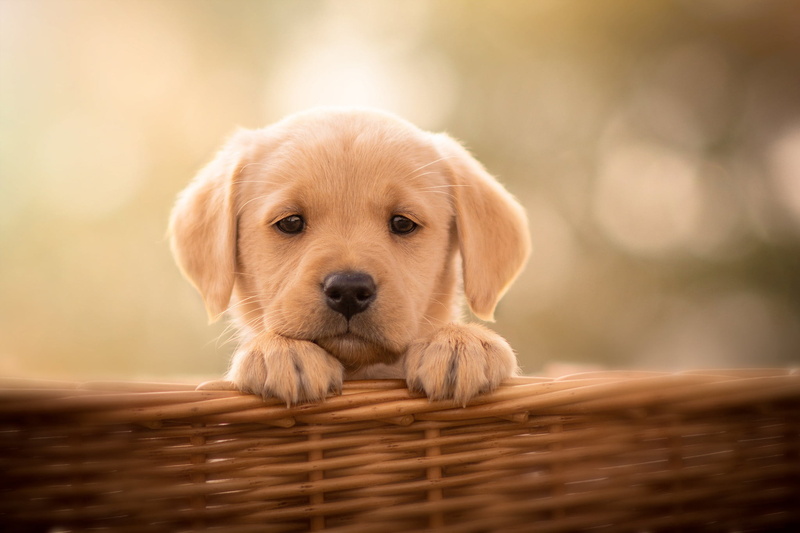 Dogs, 1080P, Pet, Puppy, Labrador Retriever, Dog, Baby Animal