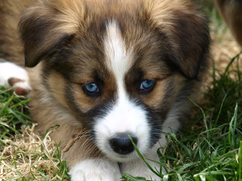 cute, blue eye, animal themes, nature, 2K, purebred Dog, animal, photography, outdoors, mammal, day, white, portrait, hybrid, vertebrate, closeup, tan