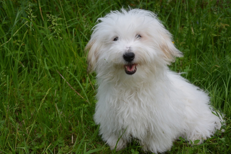 adult, mouth open, domestic Animals, white fur, animal themes, white, one Animal, resting, young Animal, hair, canine, pets, grass, land, domestic, cute