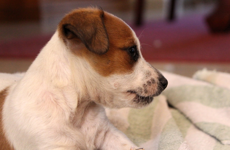 day, hairy, snout, view, close-up, animal head, no people, tan, discover, chihuahua - dog, rest, pets, awakened, puppy, basket, head, jack russell, watch