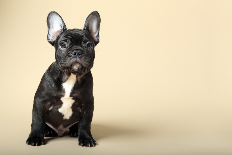 French Bulldog, cute animals, 4K, puppy, 4K