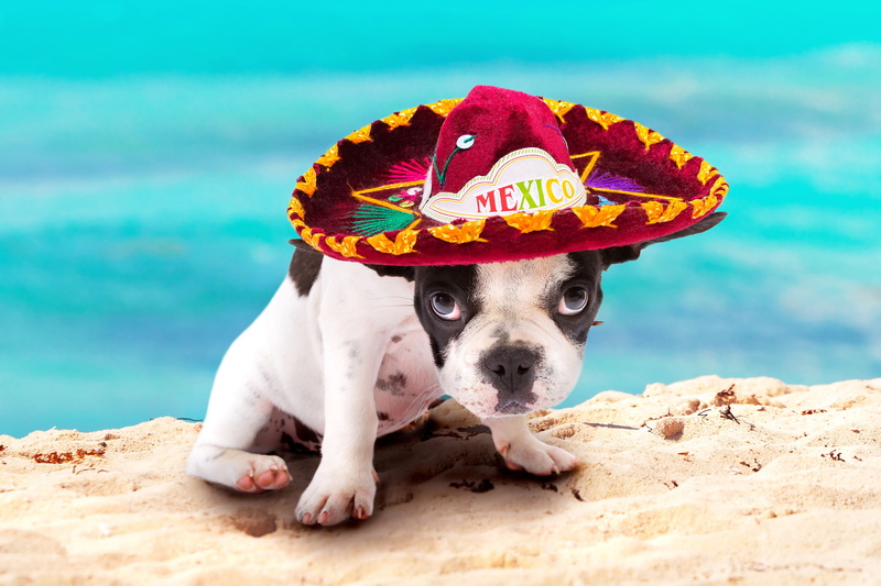 happy friendly, French bulldog, beautiful background, beach sand ocean, sombrero, look vacation Mexico, puppy, dog, bokeh, summer, bulldog