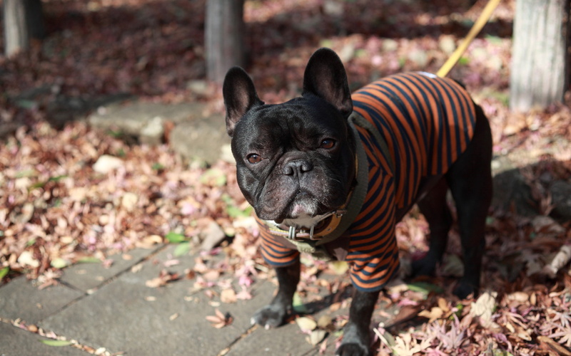 bulldog, land, french Bulldog, dog, domestic, outdoors, no people, field, black Color, animal themes, looking, puppy, brown, portrait, day, nature, black