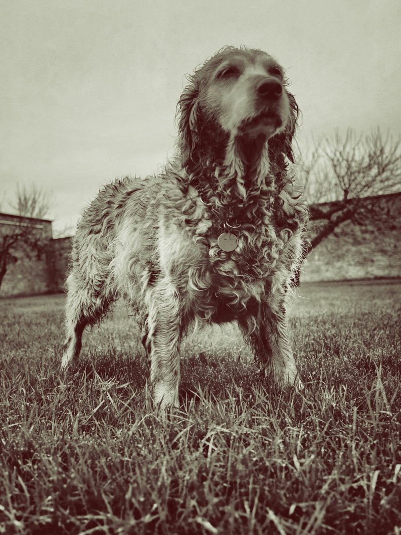animal themes, animal, day, plant, outdoors, daytime, domestic, 2K, pet, one animal, pets, coat, landscape, canine, brown, fur, field, long, land, cute