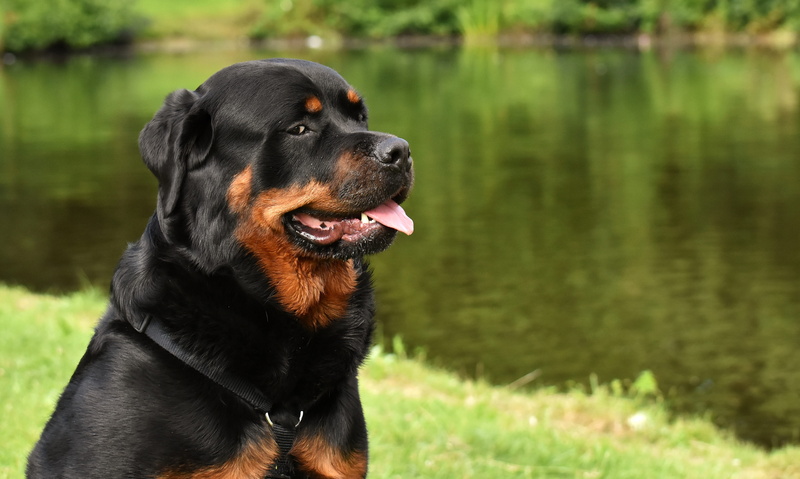 no people, domestic animals, vertebrate, 5K, body, looking away, water, friendly, hundeportrait, pet, peaceful, animal world, purebred dog, black color