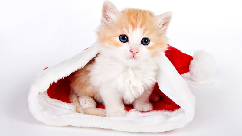 companion, whisker, sitting, animals, expression, baby, celebration, 1080P, kitty, playful, purebred, curious, funny, looking, studio, breed, mammal, furry