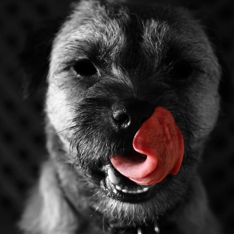 2K, selective, photography, pets, Demon Dog, cute, flash, canine, dog, black  white, 580ex, animal, flashgun, border  terrier, selective  colour, canon  450D