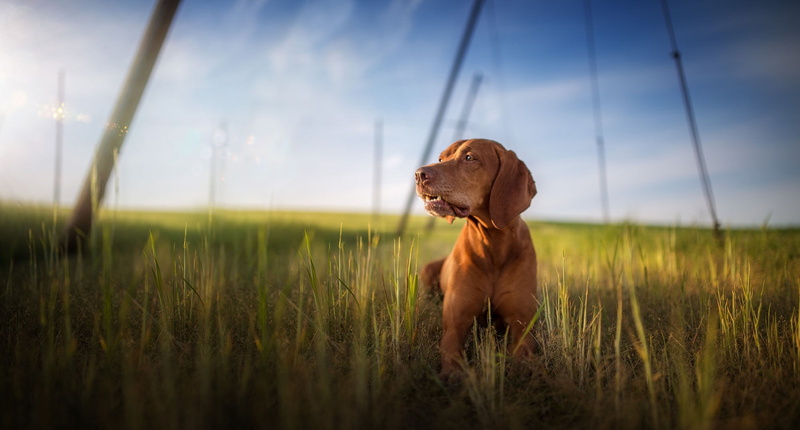 grass, mammal, purebred dog, day, sky, canine, plant, looking away, puppies, animal, no people, vizsla, field, brown, animals, looking, 1080P, animal themes