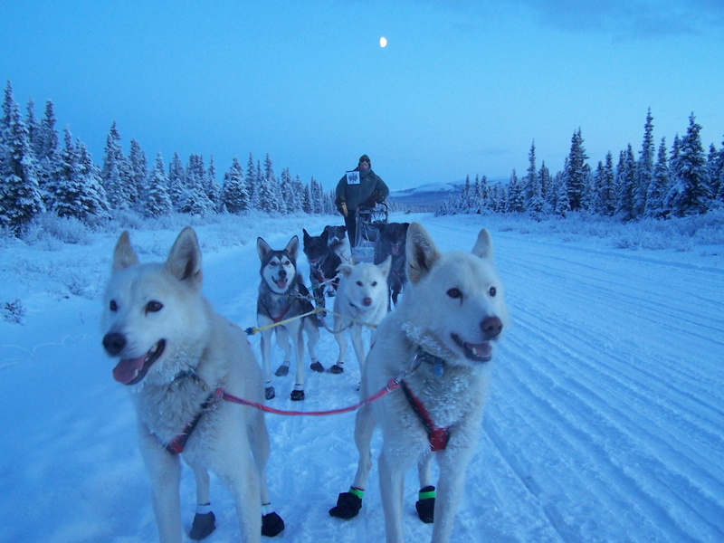 nature, mammal, sled Dog, alaska, domestic, race, sport, cold temperature, husky, malamute, dog, running, practice, snow, dogs, competition, tree, siberian
