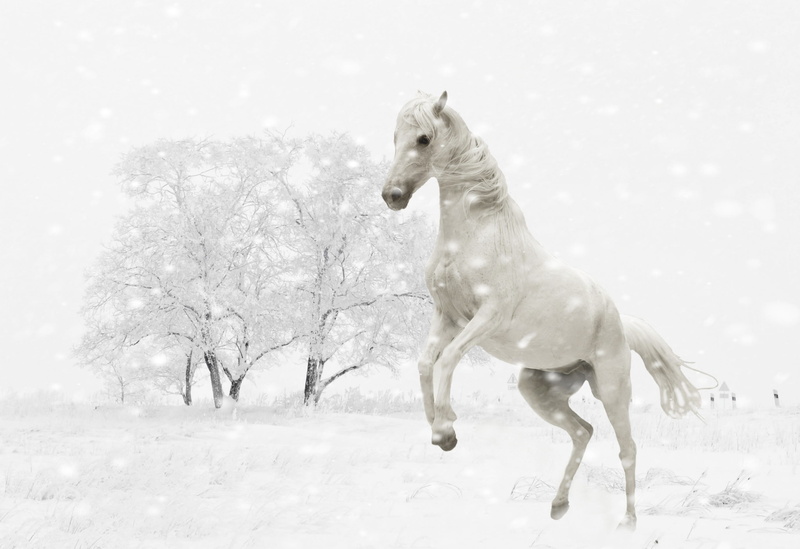 black And White, vertebrate, bare, coupling, snow, animal themes, dog, landscape, domestic, cold - Temperature, rearing, run, tree, field, white horse