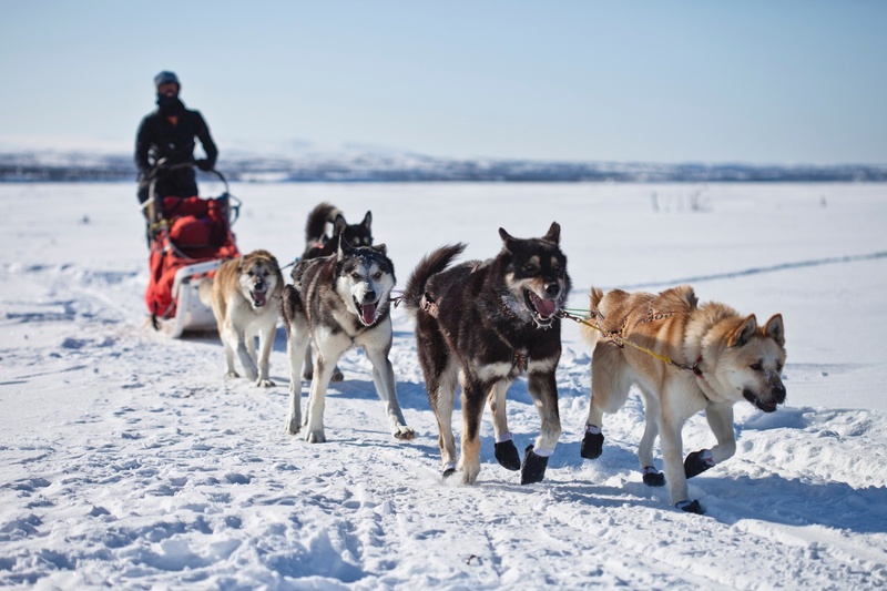 dogsled, husky, sled, full length, running, dog, five, daytime, group of animals, sled Dog, cold temperature, land, brown, alaska, malamute, winter, animal