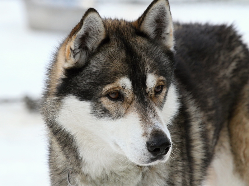 animal head, face, snow, cold, canine, domestic, winter, run, black, siberian, animal wildlife, snowy, wolf, vertebrate, huskies, focus on foreground, portrait