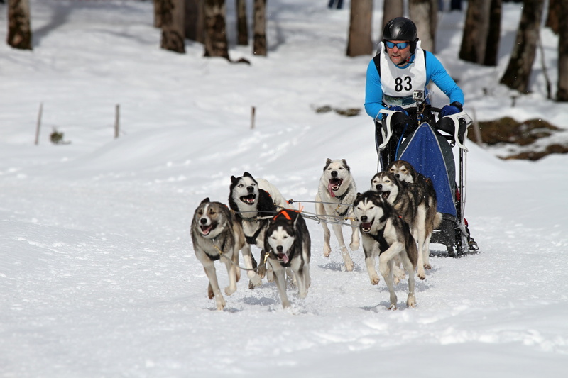 Sled Dog Racing, dogs, winter, cold temperature, kandersteg, race, white, outdoors, dog, mountains, winter sport, fun, husky, wintry, Musher, working animal