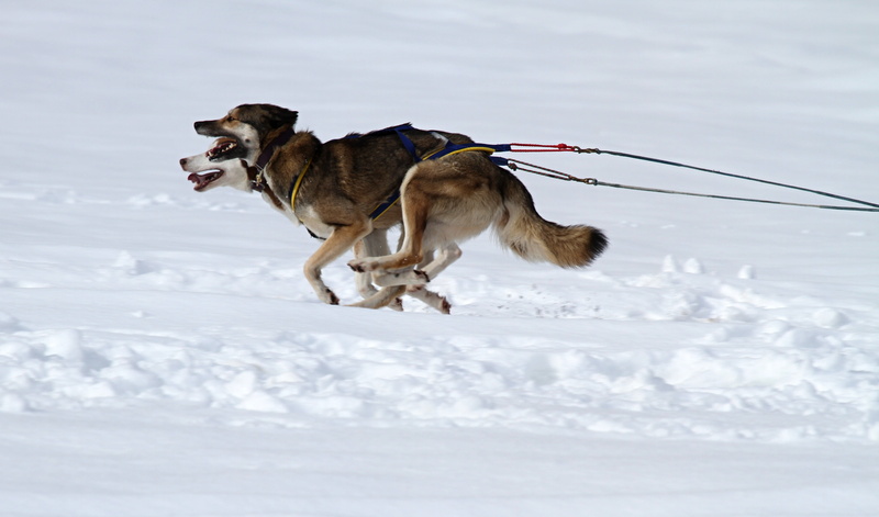 competition, race, domestic, crystal, nice weather, landscape, face, husky, sleigh, animal, day, rest, sled dog racing, wintry, purebred dog, no people