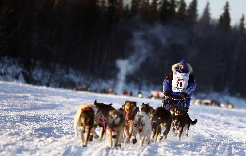 competition, speed, winter, teamwork, animal themes, husky, 1080P, warm clothing, trail, iditarod, pulled, practice, domestic, sled, domestic animals