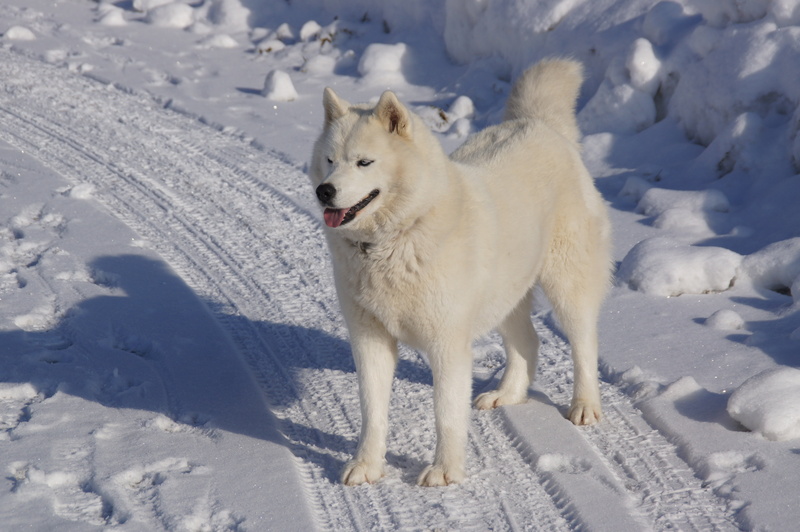 siberian, vertebrate, cute, animal themes, white, pets, domestic, purebred Dog, snow, adult, savoie, canine, day, land, outdoors, husky, nature, domestic animals