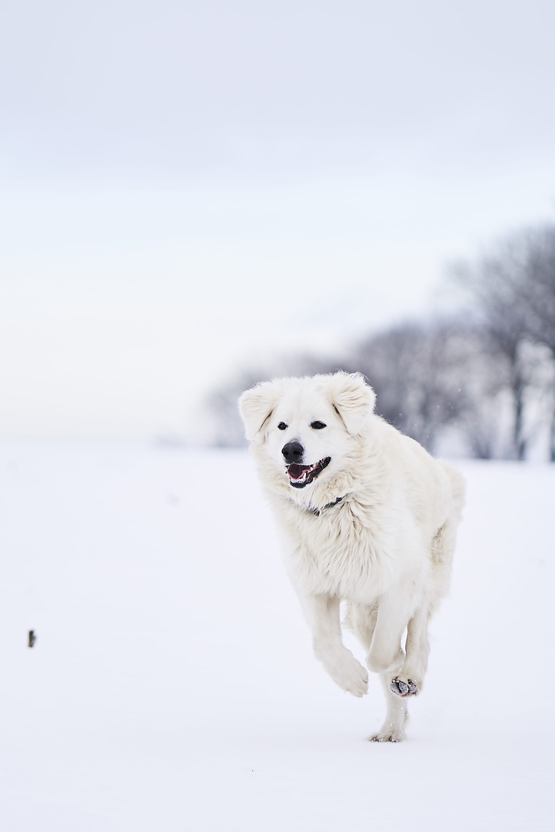 white color, chow, cat, angora, vertebrate, newfoundland, daytime, mammal, retriever, portrait, 2K, eskimo dog, pet, domestic, white dog, domestic animals