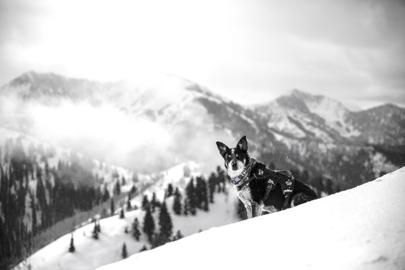 black, snowcapped mountain, black And White, one animal, domestic animals, coated, greyscale, white, dog, outdoors, daytim, scenics - nature, snowing, european Alps