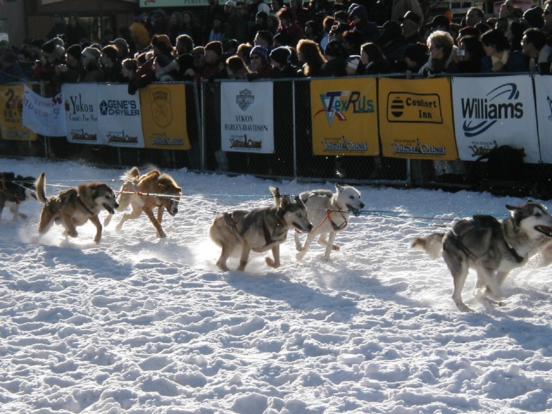 1080P, usa, group of animals, group, domestic animals, domestic, snow, siberian, animal, animal themes, race, pets, day, husky, cold temperature, white color