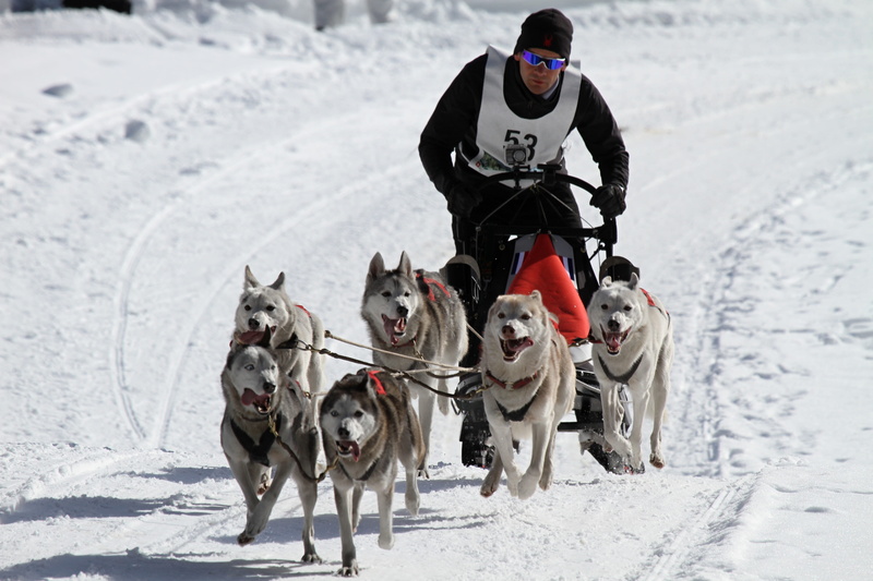 beside, landscape, outdoors, animal themes, animal, human, sled dog racing, full length, dog, man, vertebrate, domestic, snow, hobby, eyes, warm clothing