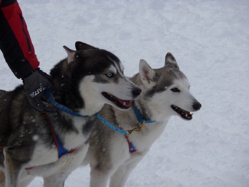 race, white, field, winter, snow, mouth open, domestic animals, mammal, sled dog, vertebrate, landscape, 2K, canine, mountains, active, dogs, pets, dog