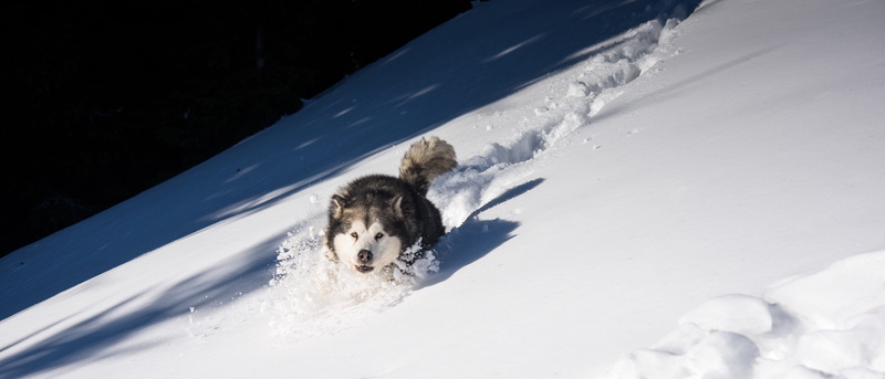 mountain, tracks, 5K, siberian, field, adult, playing, domestic animals, tree, sport, ice, domestic, running, frozen, cold temperature, blizzard, mammal