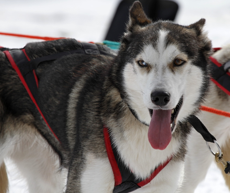 no people, arctic, purebred dog, mountains, huskies, outdoors, sled Dog, winter sports, 4K, Husky, Fur, hobby, slide, one animal, blue eye, landscape