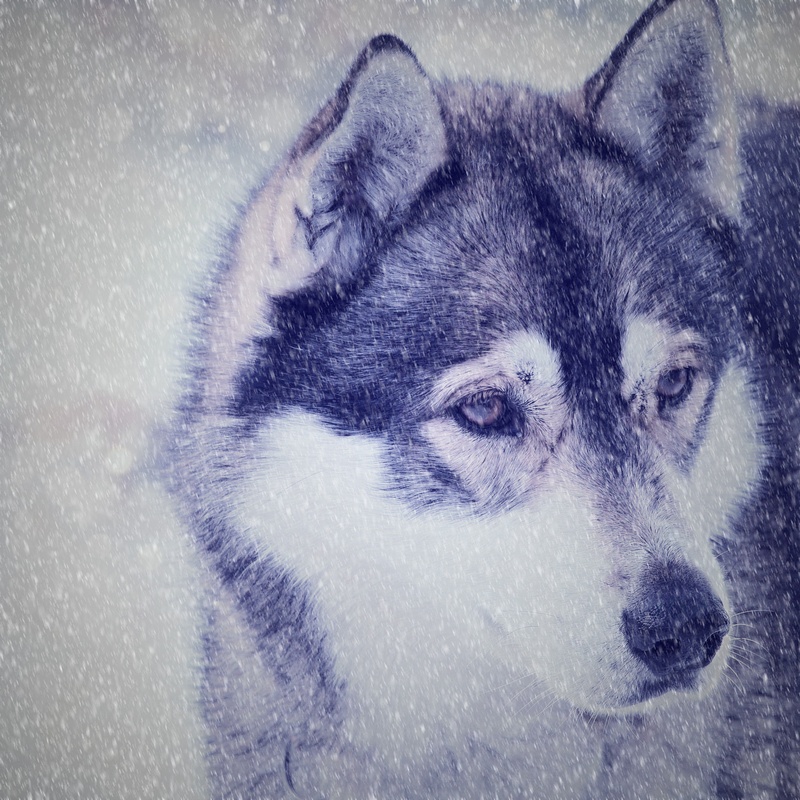 day, domestic animals, dog, canine, siberian, cute, domestic, puppy, snowing, white, close-up, face, alaskan Culture, sled Dog, blizzard, pets, view, looking