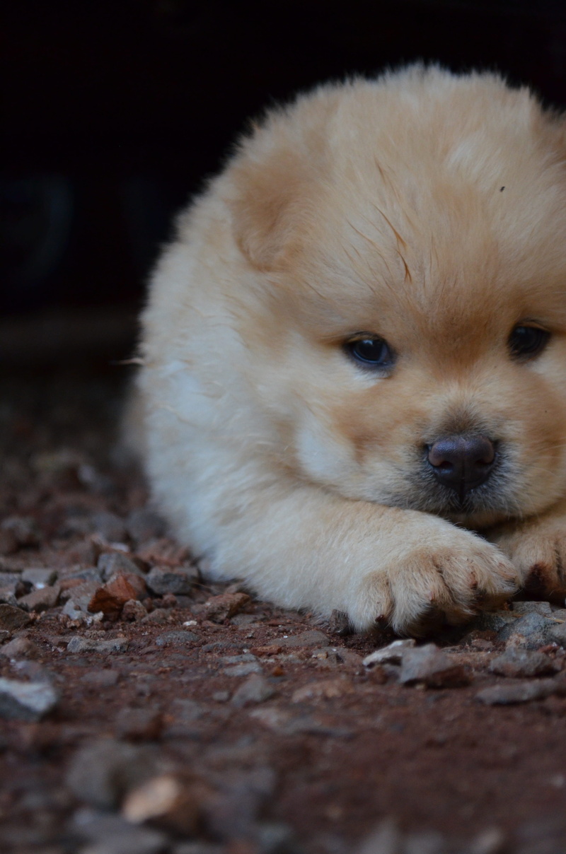 china, Chow, Puppy, domestic, portrait, furry, Dog, cute, chinese, looking away, breed, Chow Chow, close, selective focus, nature, canine, young Animal