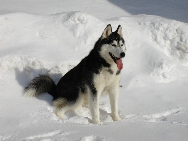 canine, domestic, mammal, domestic animals, winter, no people, outdoors, husky, animal, cold temperature, fur, land, sled dog, nature, one animal, terrain