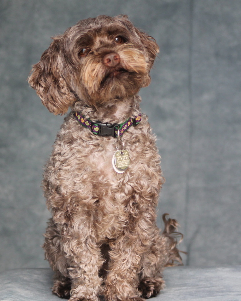 collar, pets, domestic Animals, mammal, looking, Adorable, one Animal, animal hair, breed, Domestic, animal themes, no people, small, Dog, 1080P, puppy