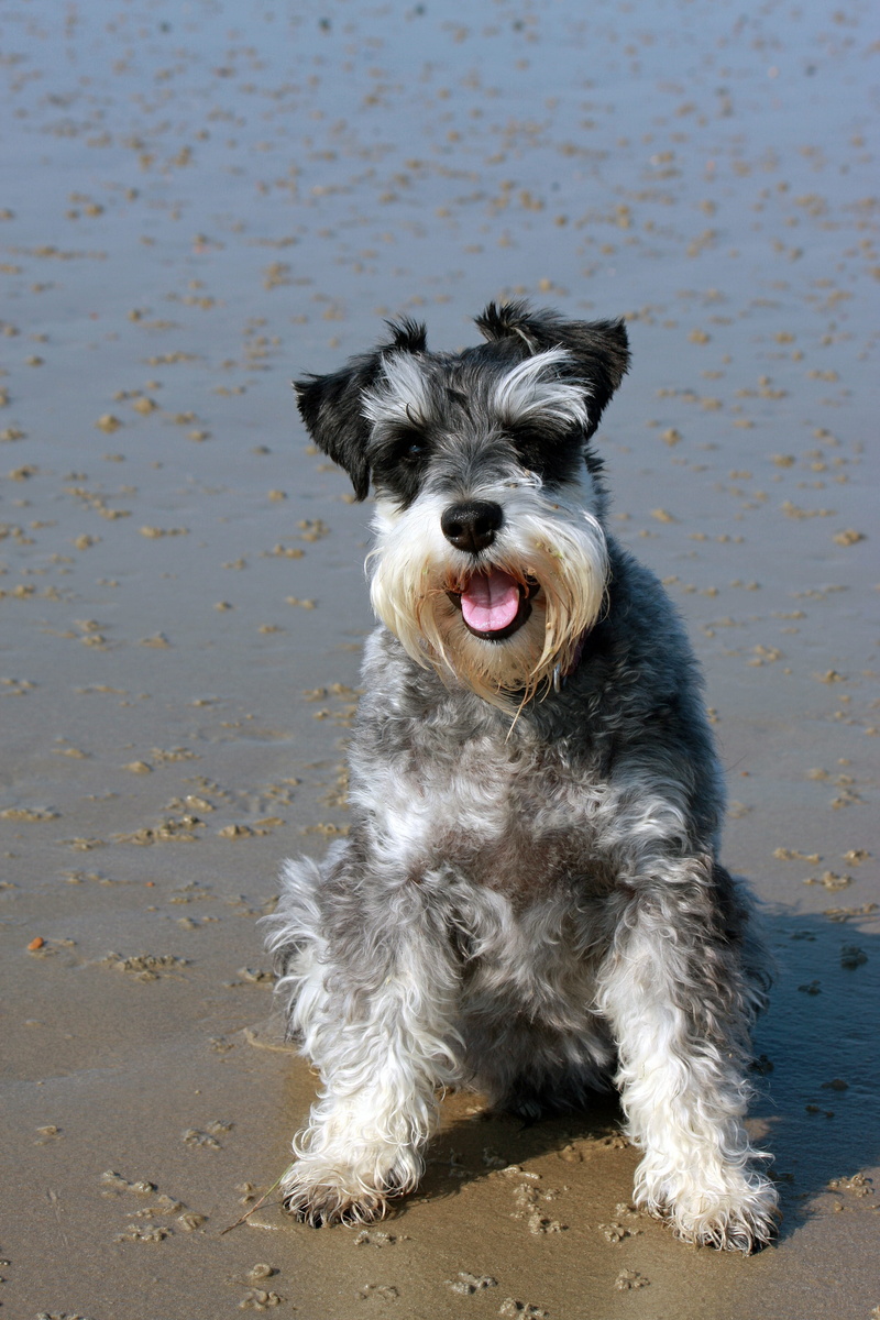 purebred Dog, seaside, animal, Miniature Schnauzer, pet, day, focus on foreground, one Animal, black and white, sitting, canine, no people, animal hair