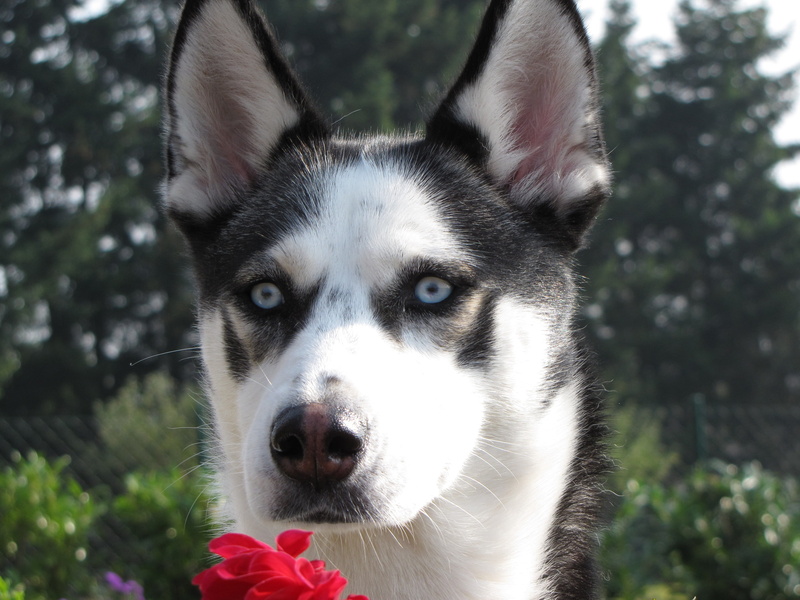 animal eye, snout, canine, looking, close-up, Husky, outdoors, animal body part, 2K, whisker, Dog, sibirian husky, purebred Dog, mammal, vertebrate, looking at camera