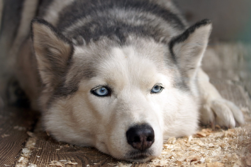 relaxation, canine, portrait, lying down, dog, domestic animals, looking at camera, animal themes, surface, floor, focus on foreground, wood, animal head