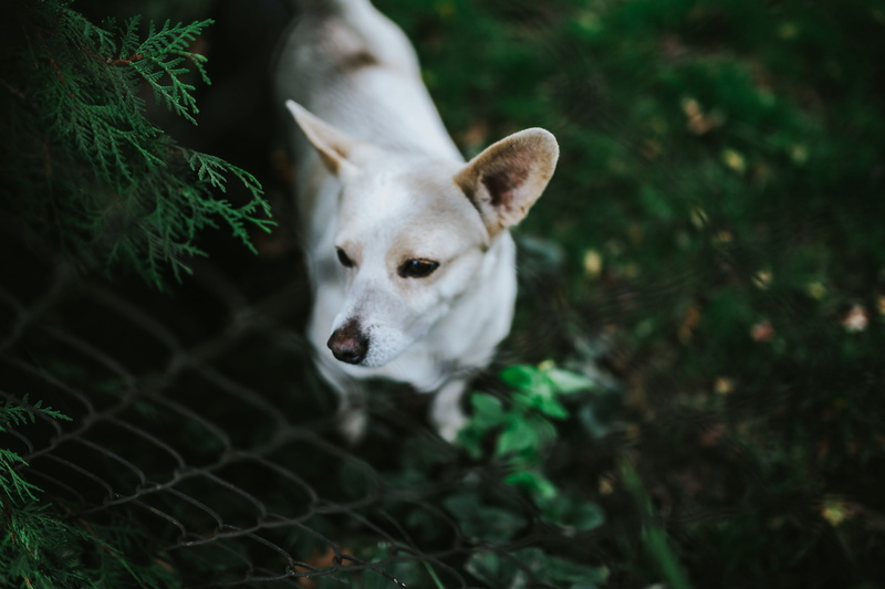 Dogs, nature, canine, animal head, cute, vertebrate, one animal, mammal, no people, puppy, looking, 5K, purebred Dog, portrait, plant, animal themes, grass