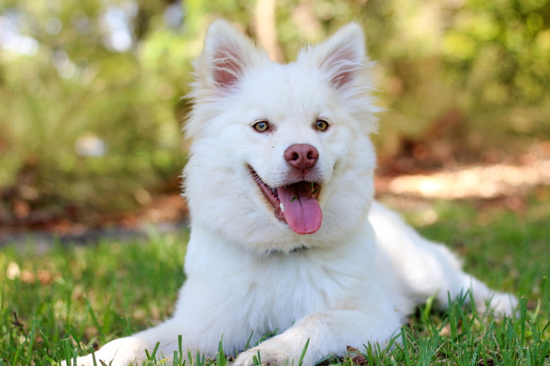 daytime, looking at camera, medium, baby, sticking out tongue, vertebrate, plant, short, breed, young, facial expression, 5K, pup, animal themes, portrait