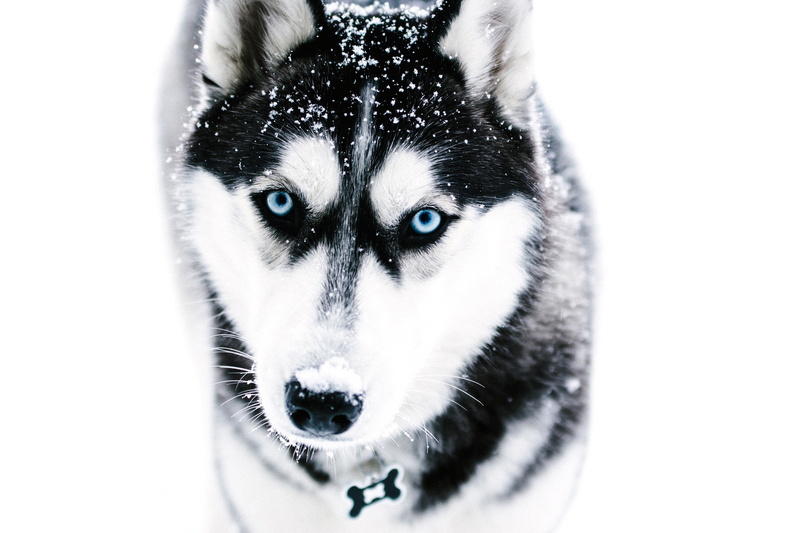 2K, siberia, looking at camera, people, domestic Animals, cute, domestic, human Face, canine, beautiful, alaskan Culture, pets, siberian Husky, husky