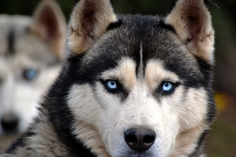dog, view, one animal, portrait, mammal, husky, no people, canine, huskies, animal eye, siberian husky, brown, 4K, eye, focus on foreground, black, animal